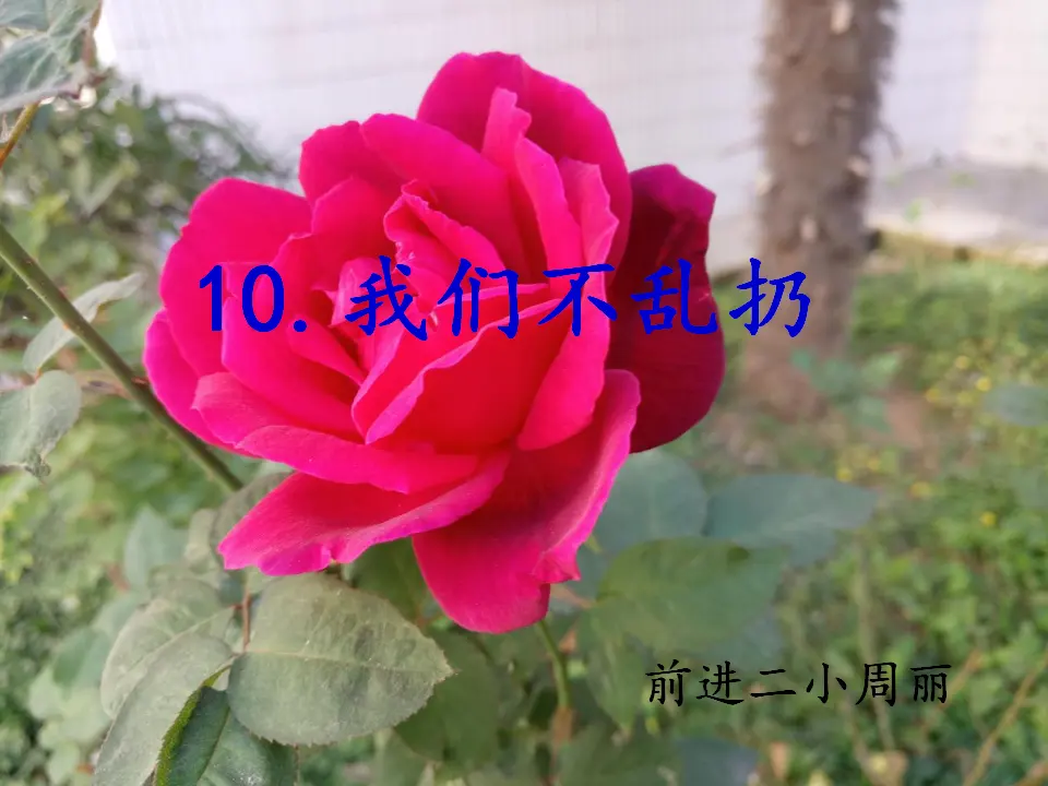 《10.我们不乱扔》安徽省周丽老师（课件7）_01.webp