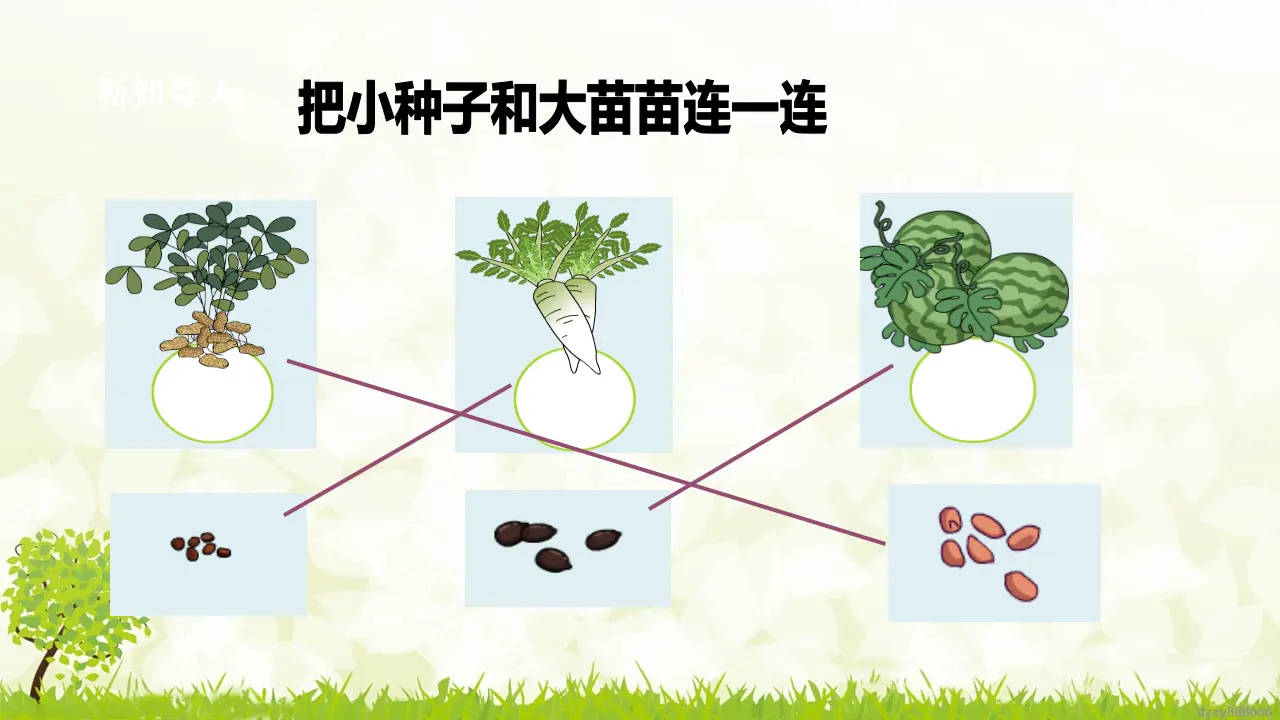 第4课《 试种一粒籽》（ 第二课时）（课件6）_04.webp