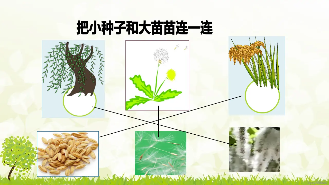 第4课《 试种一粒籽》（ 第二课时）（课件6）_05.webp