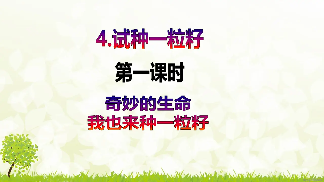第4课《 试种一粒籽》（ 第一课时）（课件6）_02.webp