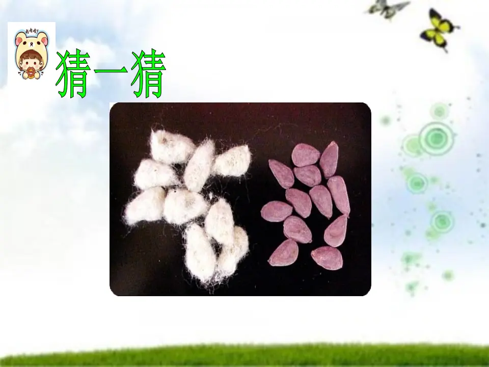 4 试种一粒籽 王莹（课件7）_05.webp