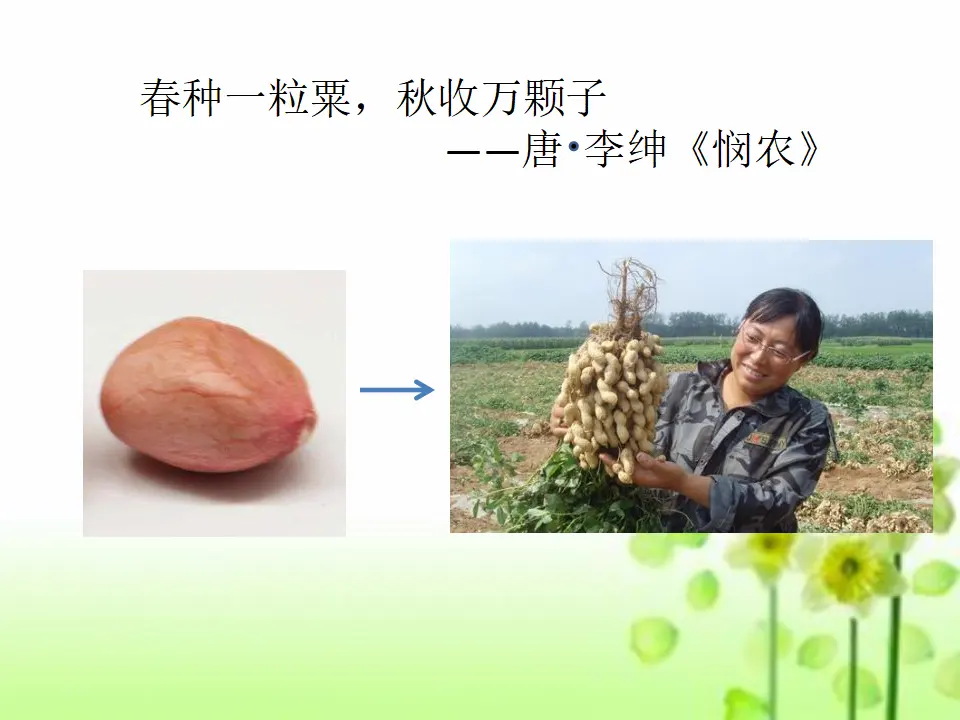 4 试种一粒籽 宋华（课件7）_02.webp