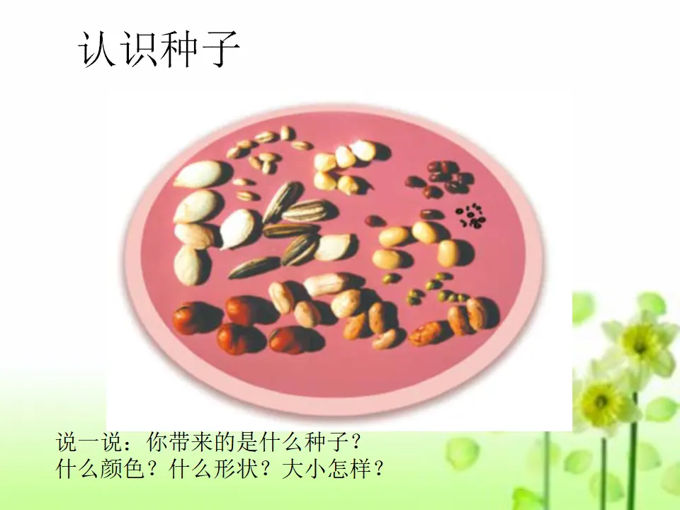 4 试种一粒籽 宋华（课件7）_04.webp