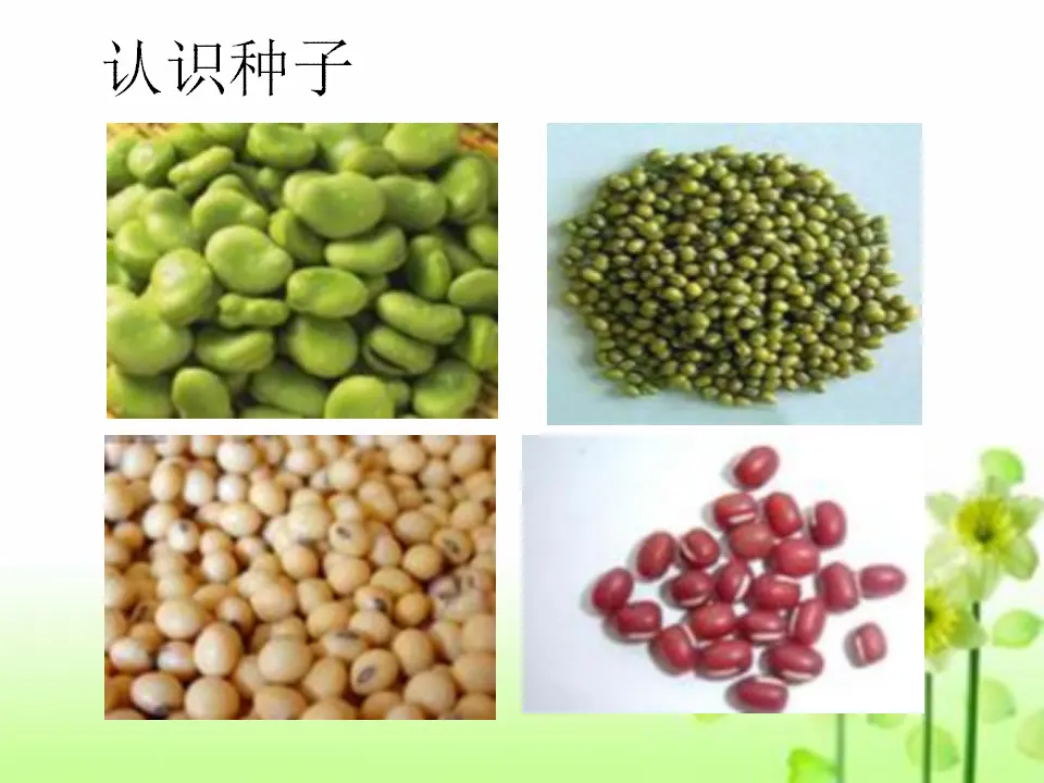 4 试种一粒籽 宋华（课件7）_05.webp