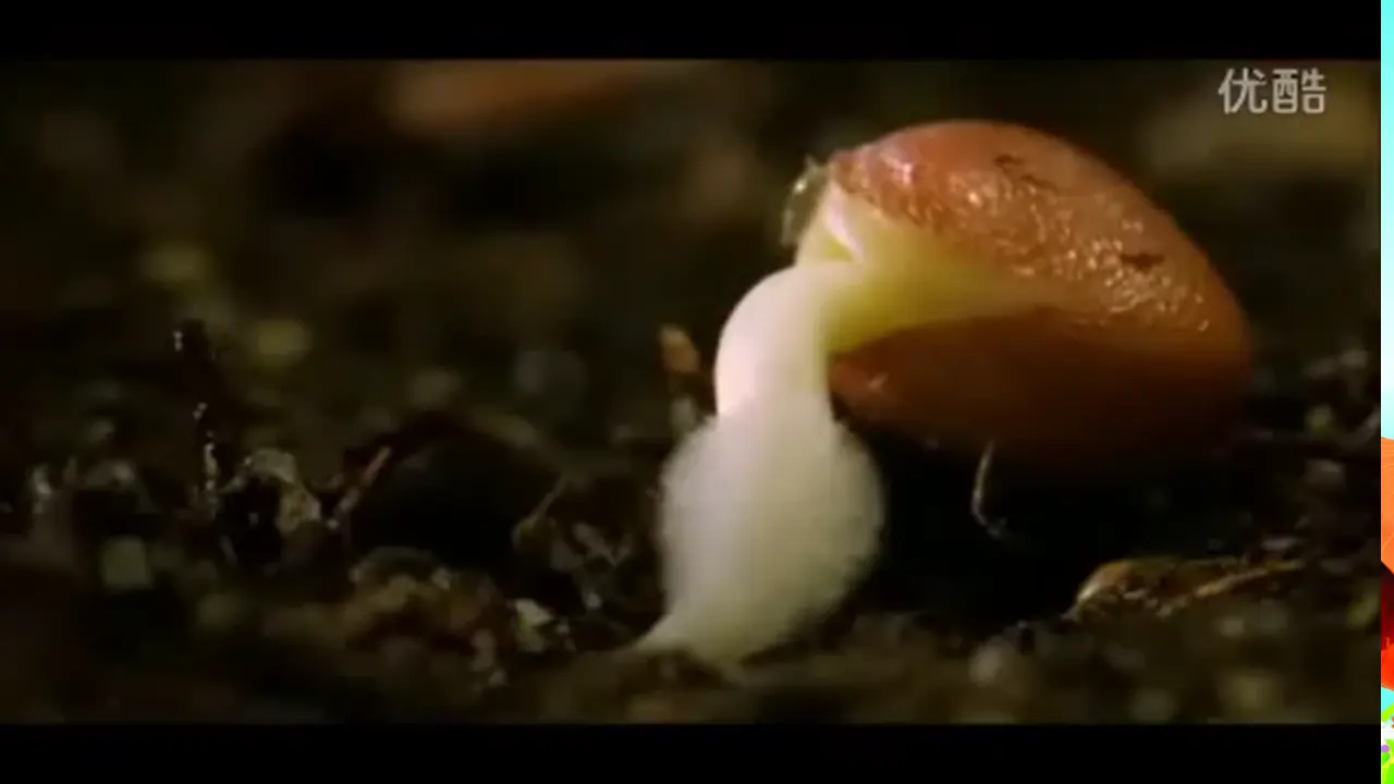 4 试种一粒籽 刘莹（课件7）_04.webp