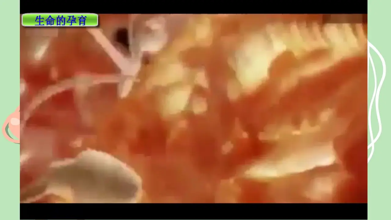 《7 生命最宝贵》重庆市刘晓雨老师1（课件4）_02.webp