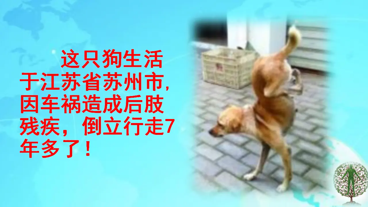 《7 生命最宝贵》福建省蔡风义老师（课件4）_03.webp