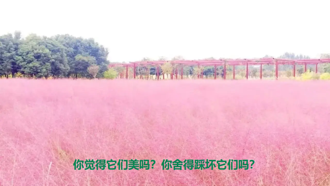 9生活离不开规则  第二课时（课件1）_03.webp