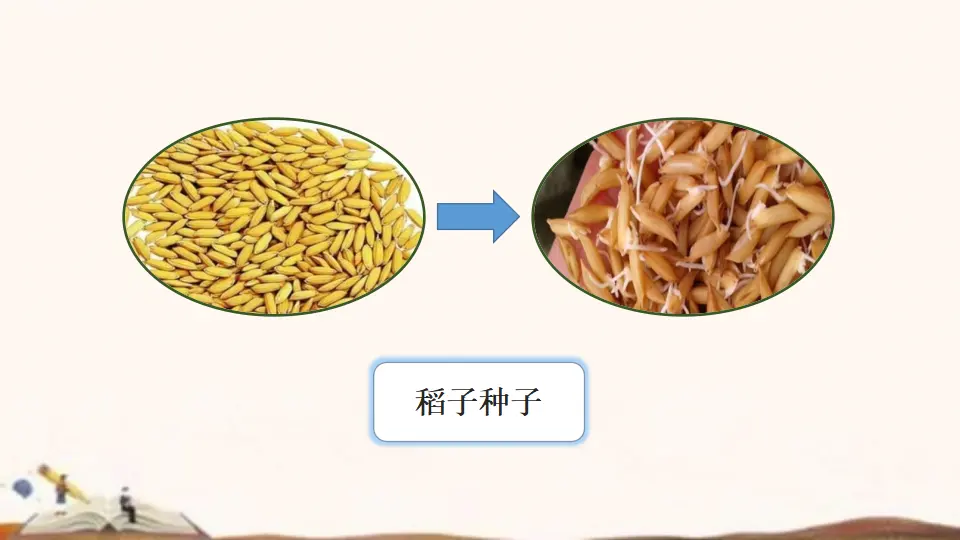 7、我们的衣食之源（课件4）_05.webp