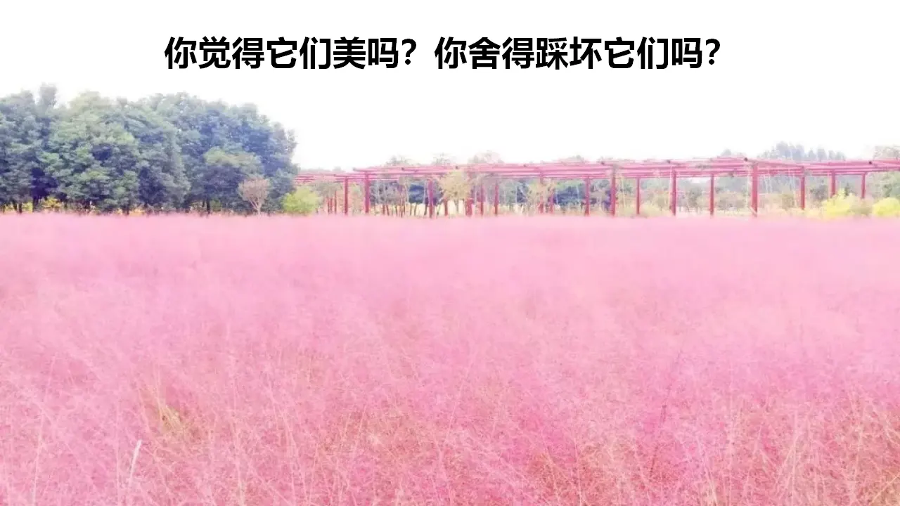 6我参与  我奉献  第二课时（课件2）_02.webp