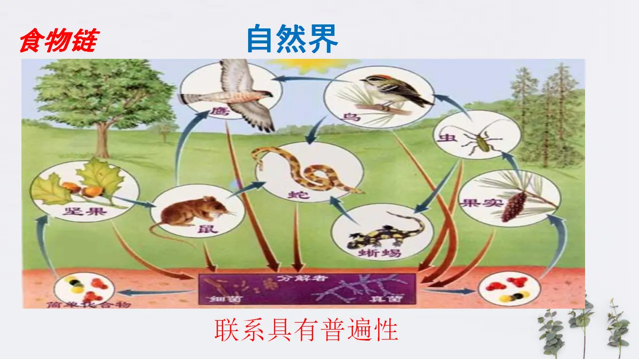 3.1 世界是普遍联系的共45张（课件2）_05.webp