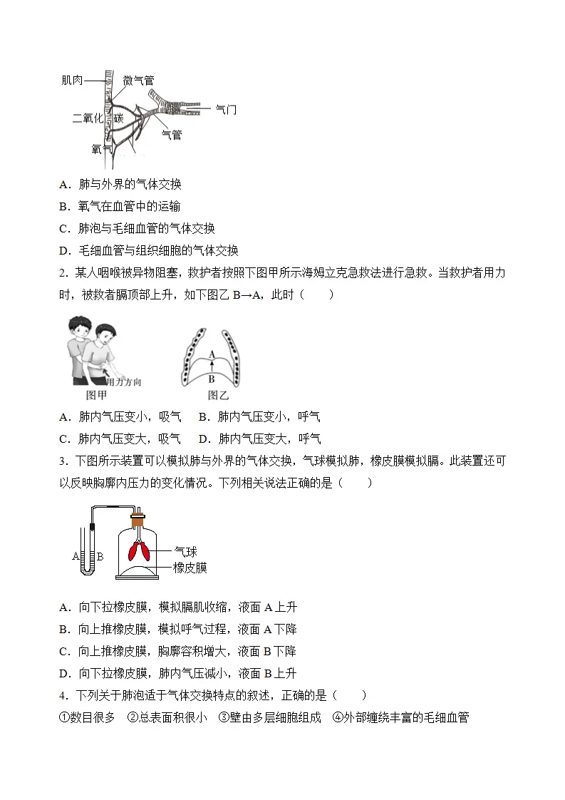 4.3.2 发生在肺内的气体交换（导学案）（原卷版）_03.webp