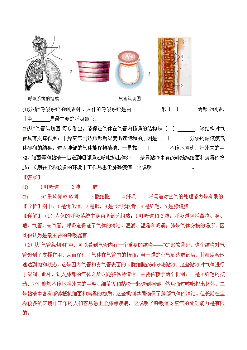 4.3.1 呼吸道对空气的处理（导学案）（解析版）_05.webp