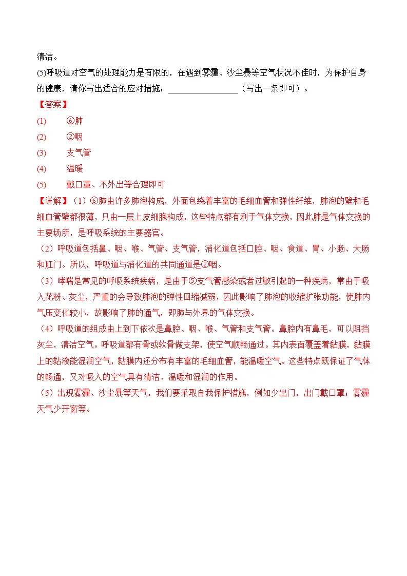 4.3.1 呼吸道对空气的处理（分层作业）（解析版）_15.webp